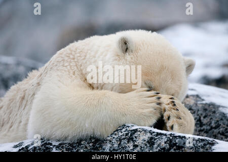 RF - Eisbär (Ursus Maritimus) mit Pfoten für Augen, Spitzbergen, Norwegen, September 2009. Vom Aussterben bedrohte Arten. Stockfoto