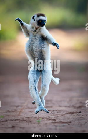 Verreaux Sifaka (Propithecus Verreauxi) überspringen über Freiflächen in stacheligen Wald. Berenty privat-Reserve, Süden Madagaskars. Stockfoto
