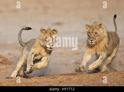 Afrikanischer Löwe (Panthera Leo) juvenile Männchen spielen, Etosha Nationalpark, Namibia, August. Stockfoto