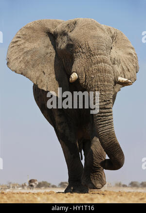 Afrikanischer Elefant (Loxodonta Africana) am Wasserloch, Etosha Nationalpark, Namibia, August. Vom Aussterben bedrohte Arten. Stockfoto