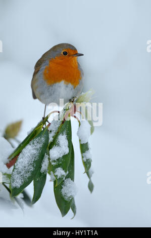 Rotkehlchen (Erithacus Rubecula) thront auf schneebedeckten Zweigen, im Garten, Wales, UK. Dezember. Stockfoto