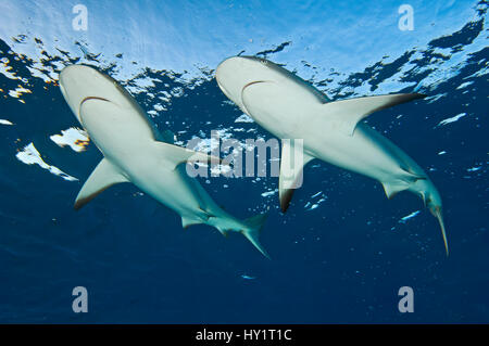 Zwei Karibische Riffhaie (Carcharhinus Perezi) an der Oberfläche. Grand Bahama, Bahamas. Tropischen West-Atlantik. Stockfoto