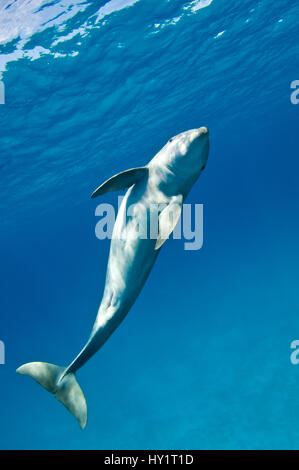 Der Große Tümmler (Tursiops Truncatus) schwimmen in einer Spiralbewegung, Sandy Ridge, Little Bahama Bank. Bahamas. Stockfoto