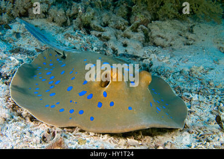 Blau-getupft / Ribbontail Stingray (Taeniura Lymma) ruhen auf dem Meeresboden, Ras Mohammed, Rotes Meer, Ägypten. Juni. Stockfoto