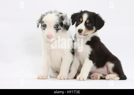 Zwei Border-Collie-Welpen sitzen. Stockfoto