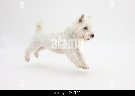 West Highland White Terrier tänzeln. Stockfoto