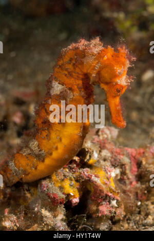 Mündung / Seepferdchen (Hippocampus Kuda) in den Trümmern entdeckt. Lembeh Strait, Nord-Sulawesi, Indonesien. Stockfoto