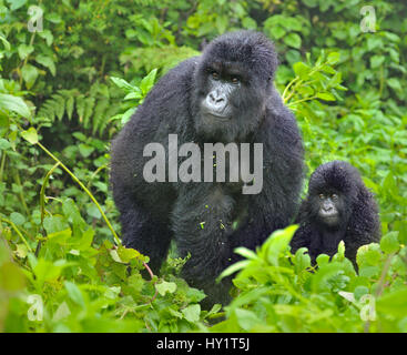 Mountain Gorilla (Gorilla Beringei) Erwachsener mit Kind. Ruanda, Afrika. Vom Aussterben bedrohte Arten. Stockfoto