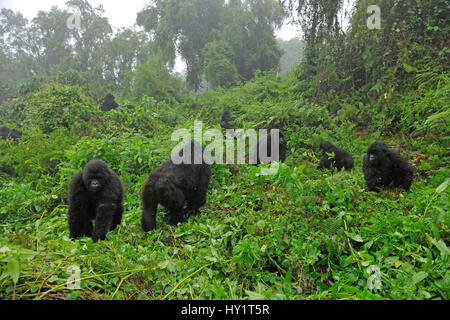 Gorilla Familie Berggruppe (Gorilla Beringei) in einer Waldlichtung. Ruanda, Afrika, März. Vom Aussterben bedrohte Arten. Stockfoto