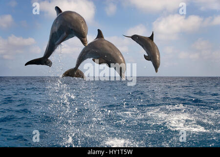 Drei Flasche – Nosed Delphine (Tursiops Truncatus) verletzt, Bay Islands, Honduras, Caribbean. Kontrollierten Bedingungen. Stockfoto