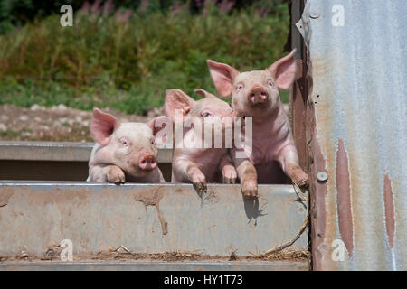 Hausschwein (Sus Scrofa Domestica) drei Ferkel, Norfolk, Großbritannien. Stockfoto