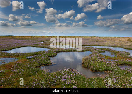 Strandflieder (Limonium Vulgare) am Stiffkey Marshes, Norfolk, Großbritannien, Juli blühend. Stockfoto