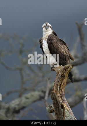 Fischadler (Pandion Haliaetus) thront auf einem Toten Ast. Wales, UK, März. Stockfoto