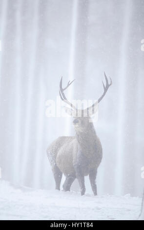 RF - Rothirsch (Cervus Elaphus) Hirsch in Kiefernwald im Schnee Schneesturm. Alvie Estate, Cairngorms NP, Highlands, Schottland, UK, März. Stockfoto