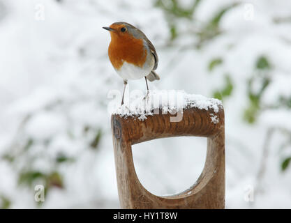 Rotkehlchen (Erithacus Rubecula) Mann auf einem verschneiten Gabel Griff. Surrey, UK, Januar. Stockfoto