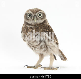 Porträt einer jungen Steinkauz (Athene Noctua). Stockfoto