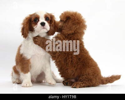 Blenheim Cavalier King Charles Spaniel Welpen, 11 Wochen, mit Aprikose Miniatur Pudel Welpen, 8 Wochen. Stockfoto