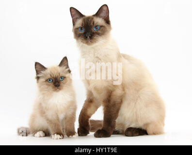 Kreuz und Birma Katze und Kätzchen. Stockfoto