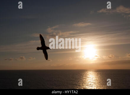 Silhouette der Fulmar (Fulmaris Cyclopoida) im Flug gegen den Abendhimmel mit Sonne spiegelt sich auf der Meeresoberfläche. Eshaness, Shetland, Schottland, UK, Juni. Stockfoto