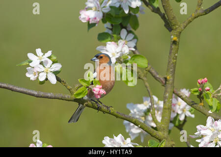 Buchfinken (Fringilla Coelebs) männlich Sitzstangen durch Apple Bossom. UK, April. Stockfoto