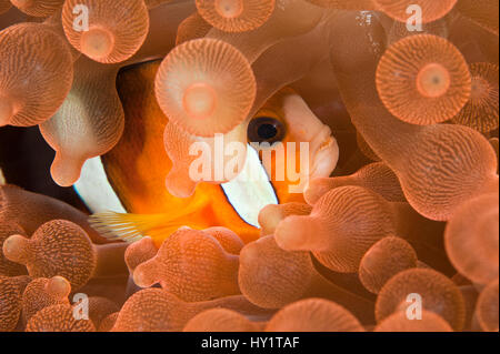 Clarkes Anemonenfische (Amphiprion Clarkii) versteckt zwischen den Tentakeln der Glühbirne Seeanemone (Entacmaea Quadricolor) Nationalpark Komodo, Indonesien, Indopazifik. Stockfoto