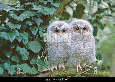 Waldkauz (Strix Aluco) zwei Küken gehockt Filiale in Ihrer Nähe Nest im Baum, UK, in Gefangenschaft. Stockfoto