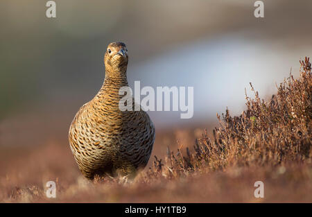 Birkhuhn (at Tetrix) weibliche Lekking Gebiet. Cairngorms-Nationalpark, Hochland, Schottland, Großbritannien. April. Stockfoto