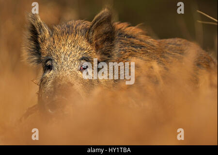 Wildschwein (Sus Scrofa) weiblich. Wald des Dekans, Gloucestershire, UK, März. Stockfoto