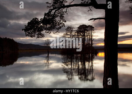 Sonnenuntergang über Loch Mallachie mit Kiefer (Pinus Sylvestris) Silhouette im Vordergrund, Cairngorms National Park, Schottland, November 2011. Stockfoto