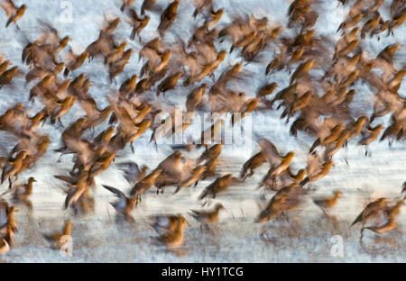 Goldene Regenpfeifer (Pluvialis Apricaria) Scharen ausziehen. Cley Norfolk, Herbst. Stockfoto