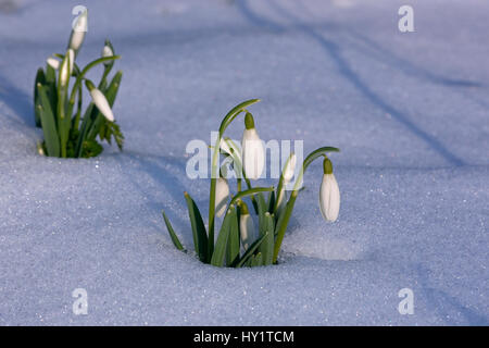 Schneeglöckchen (Galanthus Nivalis) im Schnee, UK. Februar. Stockfoto