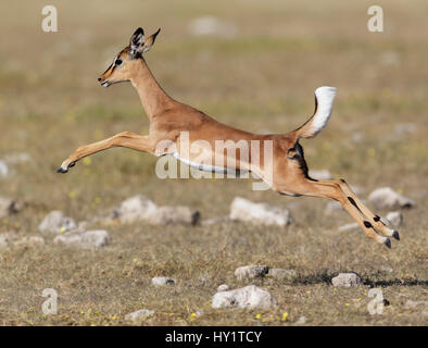 Schwarz konfrontiert Impala (Aepyceros Melamis Petersi) weiblich springen, Etosha Nationalpark, Namibia Stockfoto