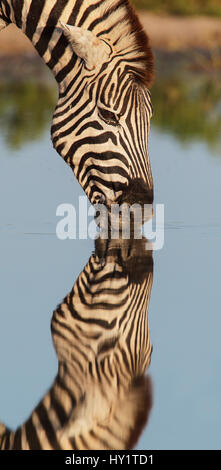 Gemeinsame Zebras (Equus quagga) trinken mit Reflexion, Etosha National Park, Namibia Stockfoto