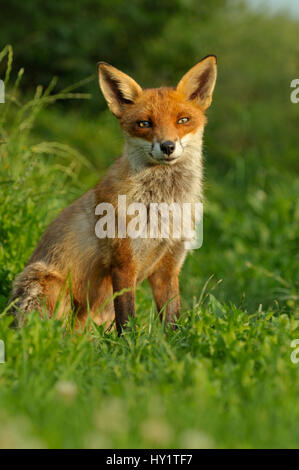 Red Fox (Vulpes vulpes) Erwachsenen in Ruhe, UK, unter kontrollierten Bedingungen August Stockfoto