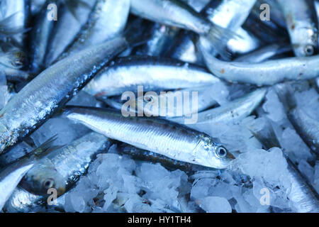 Fishmarket Mercado Bolhao Markt Einkaufszentrum Porto, Portugal Stockfoto