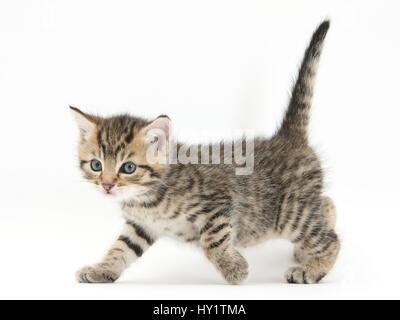 Cute tabby Kitten, Stanley, 6 Wochen alt, über gehen. Stockfoto