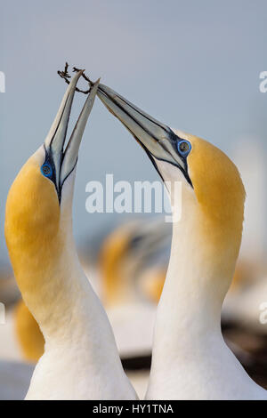 Australasian Basstölpel (Morus Serrator) in Balz am Brutplatz. Schwarze Riff Tölpelkolonie, Cape Kidnappers, Hawkes Bay, North Island, Neuseeland, Oktober. Stockfoto