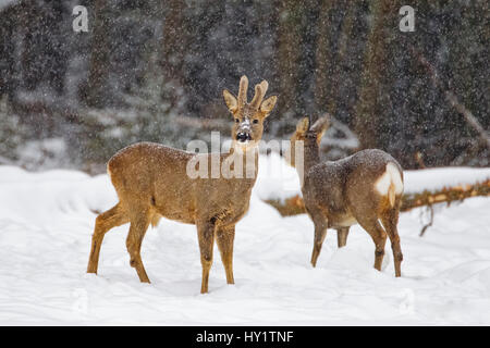 Reh (Capreolus Capreolus) Bock und Doe in fallenden Schnee, Südnorwegen, Februar. Stockfoto