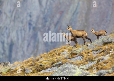 Gämse (Rupicapra Rupicapra) Frau mit zwei Kindern stehen auf Bergrücken. Lausonalp Tal, Nationalpark Gran Paradiso, Italien, September. Stockfoto