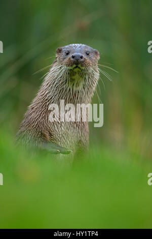 Europäische Otter (Lutra Lutra) Porträt. Kontrollierten Bedingungen. UK, Oktober. Stockfoto