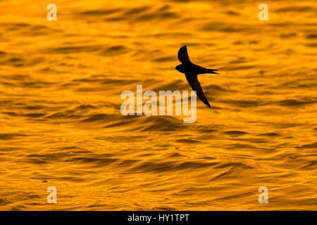 Swift (Apus Apus) fliegen über dem Wasser Titchwell, Norfolk, UK, April Stockfoto