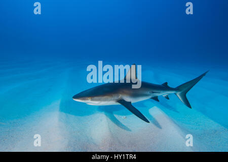 Karibischer Riffhai (Carcharhinus Perezi) über Sand plätschert. Walkers Cay, Bahamas. Tropischen West-Atlantik. Stockfoto