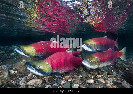 Gruppe von Sockeye Lachs (Oncorhynchus Nerka) in ihren Laich Fluss. Adams River, British Columbia, Kanada, Oktober. Stockfoto