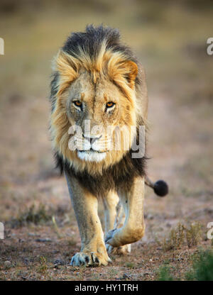 Löwe (Panthera leo), männlich, Kgalagadi Transfrontier Park, Südafrika. Januar Stockfoto