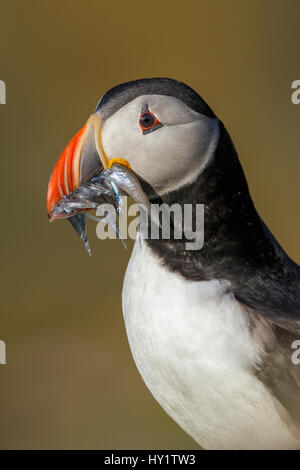 Papageitaucher (Fratercula Arctica) mit Sandaalen (Ammodytes Tobianus) Porträt voller Schnabel. Fair Isle, Shetland Islands, Schottland, UK, Juli. Stockfoto