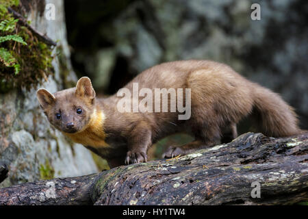 Baummarder (Martes Martes) juvenile männliche stehend auf einem alten umgestürzten Baum. Molde, Mittelnorwegen, September. Stockfoto