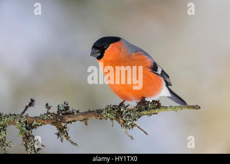 Männliche Gimpel (Pyrrhula Pyrrhula) thront auf Zweig Flechten bedeckt. Südnorwegen, Februar. Stockfoto