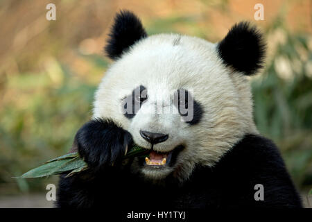 Großer Panda (Ailuropoda Melanoleuca) sub-adult füttern. Bifengxia, China. In Gefangenschaft. Stockfoto