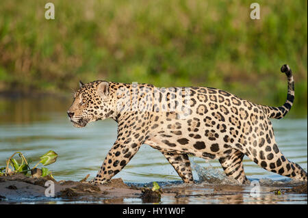 Wilder Mann Jaguar (Panthera onca palustris) durch die Untiefen der ein Rückstau der Cuiaba Fluss am späten Nachmittag Sonne Licht läuft. Nördlichen Pantanal, Brasilien. Stockfoto