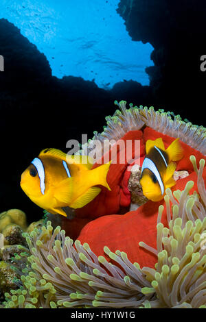 Paar rote Meer Anemonenfische (Amphiprion Bicinctus) in herrliche Meer Anemone (Heteractis Magnifica), die am späten Nachmittag enthüllt seinen roten Rock geschlossen hat. St. Johns Reef. Ägypten. Im Roten Meer. Stockfoto